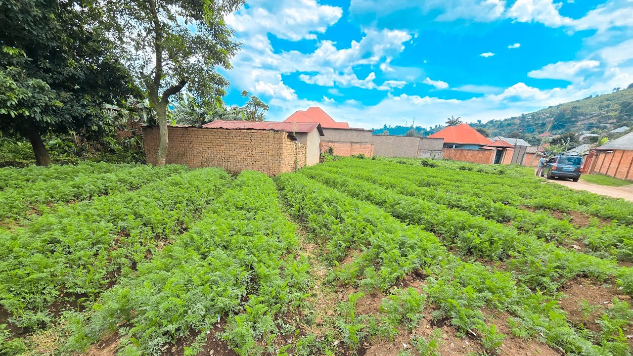 RUBAVU - GISA NGIKI IKIBANZA KININI CYANE KIRI KUGURISHWA GIFITE 600 SQM MU MITURIRE 