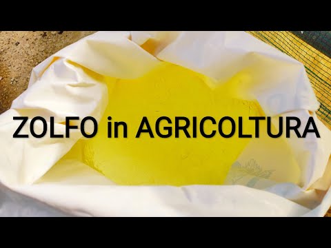 Video: Zolfo Per Mirtilli: L'uso Di Zolfo Da Giardino Colloidale E Granulare Per L'alimentazione In Autunno E Primavera