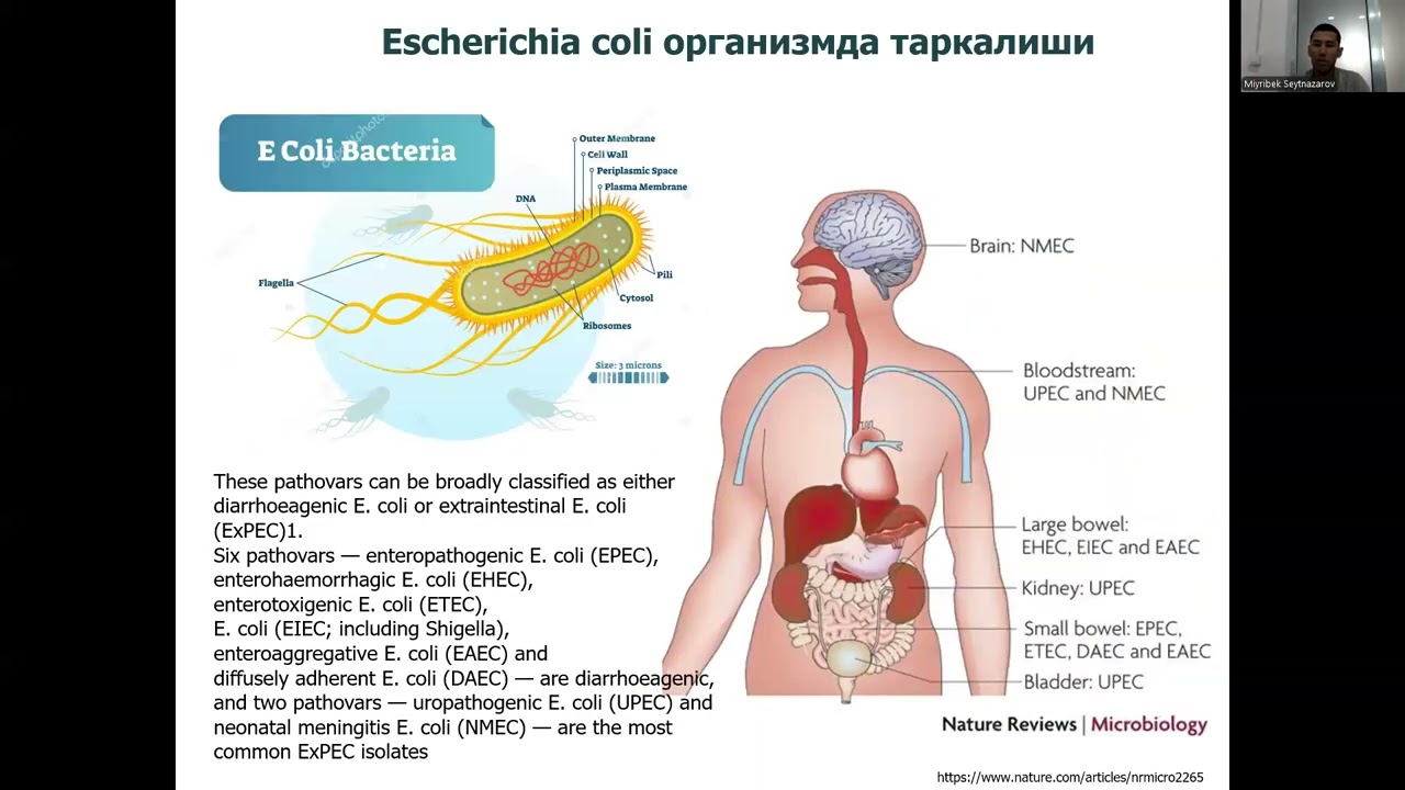 13 maruza Fekal ogiz orqali yuqish mexanizimlar