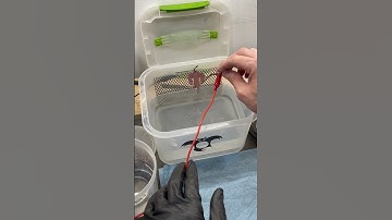 How to electro anodize titanium! #edc #edcgear #bottleopener #edccommunity #everydaycarry #handmade