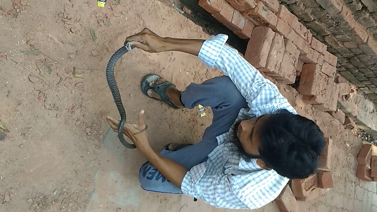 camera iphone 8 plus apk Catching a little black Cobra