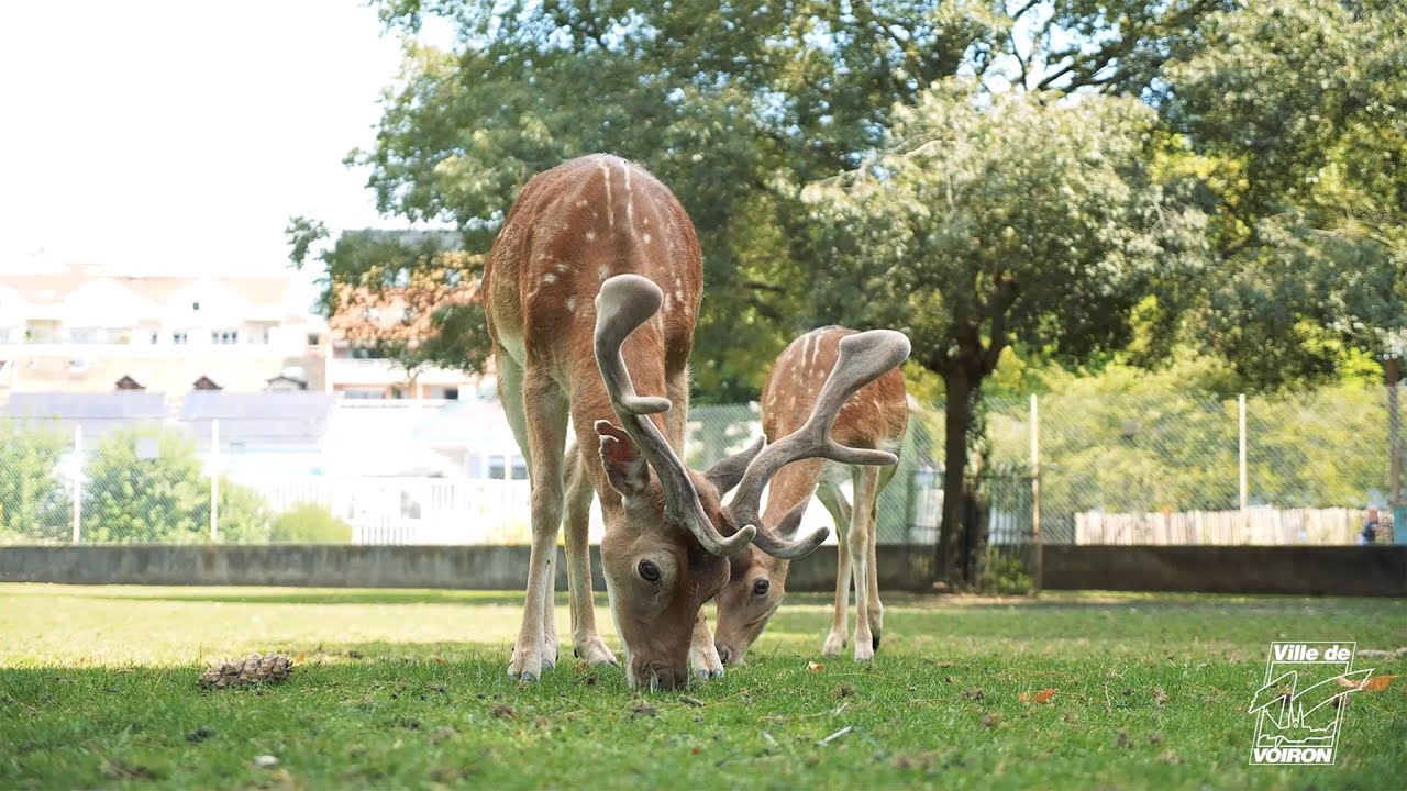 Bien-être animal - Les daims du jardin de ville