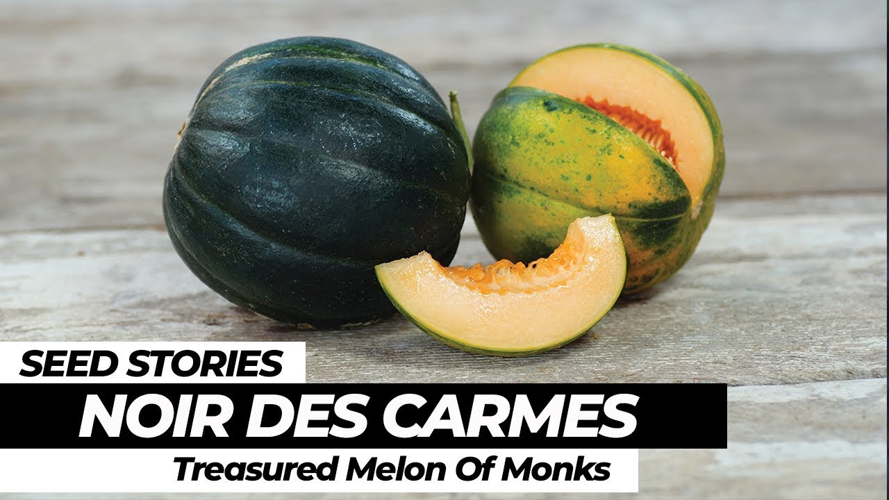 SEED STORIES Noir Des Carmes Treasured Melon Of Monks YouTube