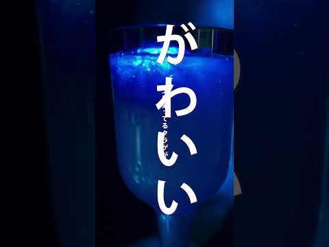 札幌の水族館AOAOの楽しみ方3選#札幌観光 #デート #音量注意