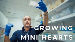 The Researchers Growing Mini Hearts