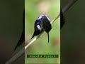 The Jewel of the Forest — Nature’s Tiny Miracle | Peaceful_Tranquil