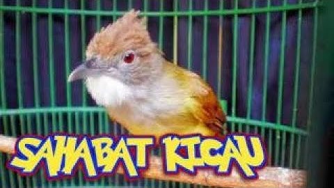 Suara Burung KAPAS TEMBAK | Masteran Burung Jernih | Suara Masteran Murai Batu