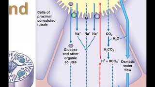 Famous URINARY SYSTEM PART 3 Net Worth