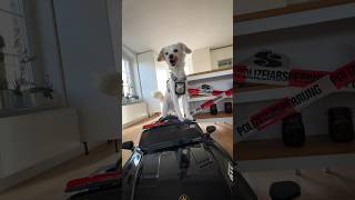 Wie viel WUFFIZEI 🚨steckt in meinem Hund? #hund #vlog #shorts