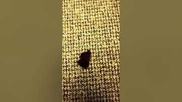 Nokta Makro Legend, Coin under iron test - my settings - Metal detecting