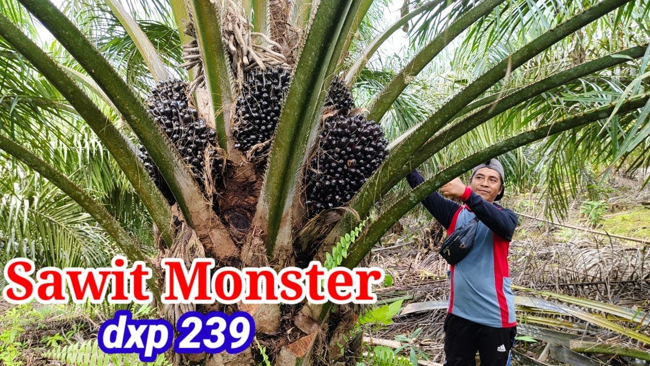 ASLI INI PPKS 239 DODOSAN RASA EGREKAN ?? WAJIB Tonton DULU