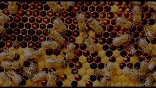 Expo 2020 Dubai | Beehive