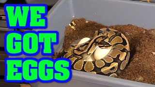 Celebrity Almost  EASTER EGGS.  How we pull and set up ball python eggs. Net Worth