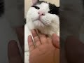 後半があんまり気持ち良くなかったヌッコ【ネコ】#shorts#ねこ #かわいい