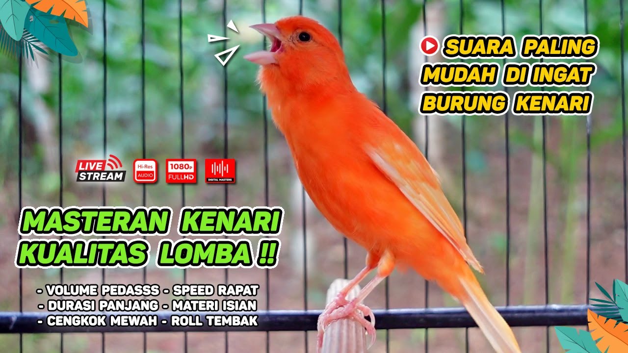 Pancingan Suara Kenari Gacor‼️ Ampuh untuk Masteran Kenari Muda dan Terapi Kenari Macet Bunyi | 327