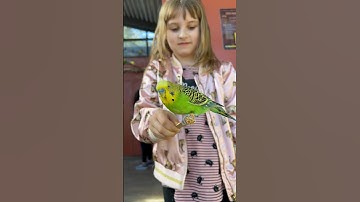 Father Daughter Date Idea - Visit an Aviary! #shorts #birds #aviary #father