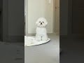 Baby Dogs - Cute and Funny Dog Video