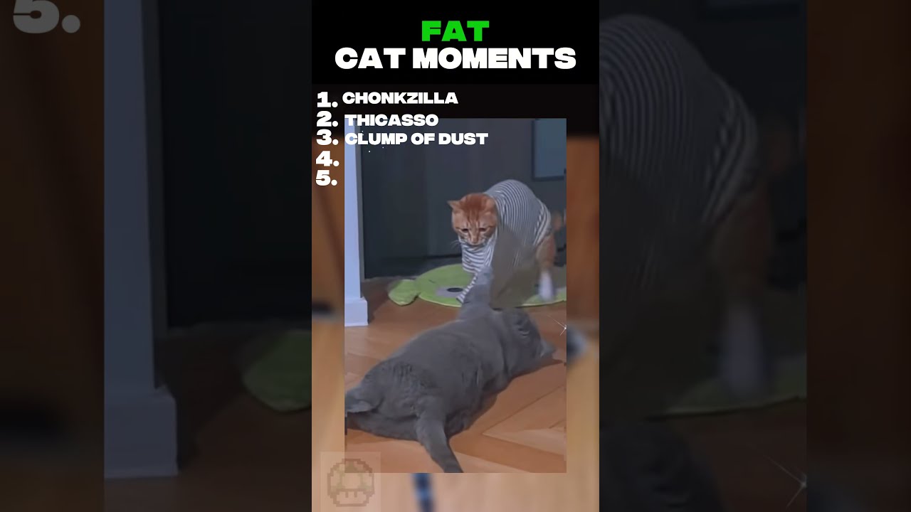 Ranking Fat Cat Moments Part 1 Cats Catshorts Funnycats