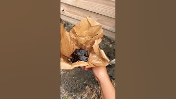 Bare Root Hosta Planting 🌱