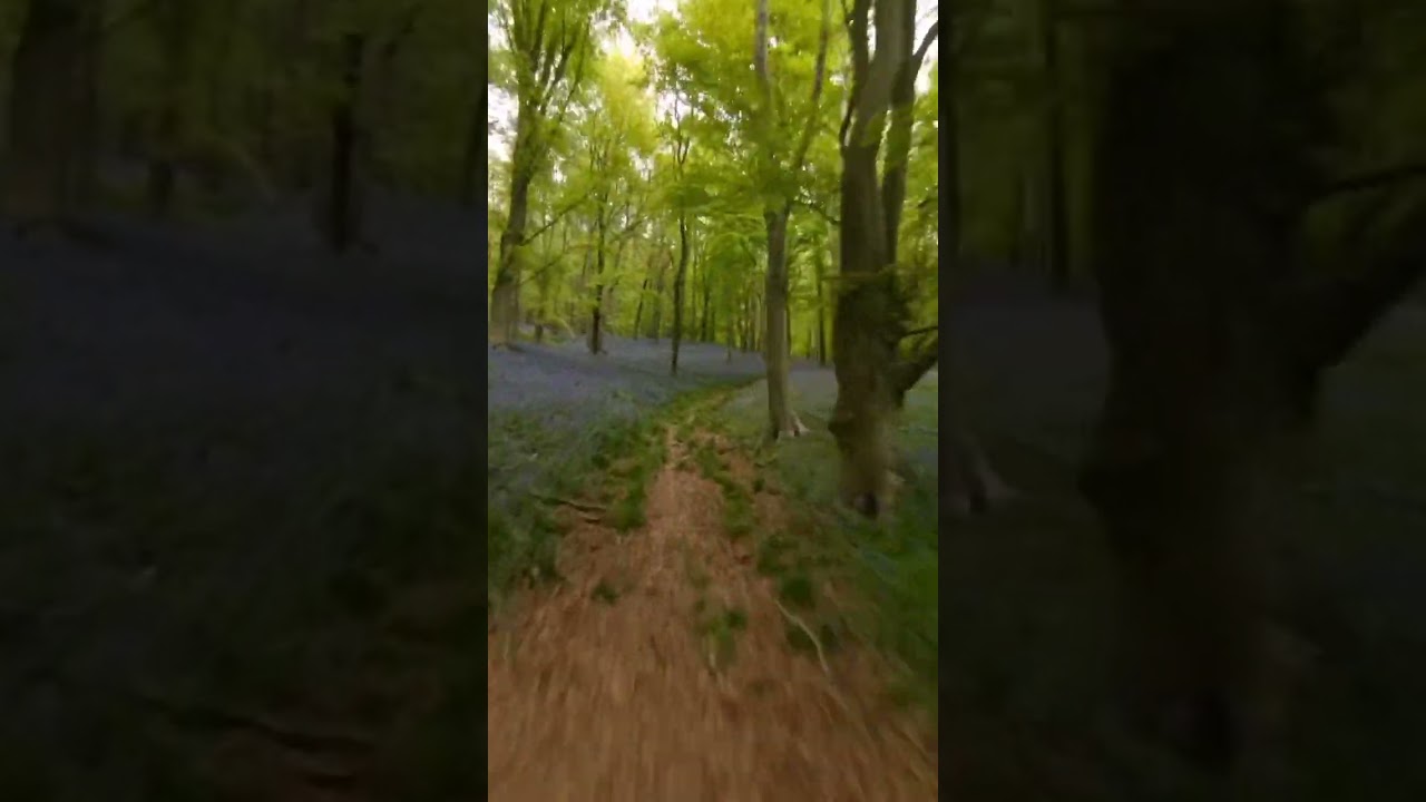 Flying Cinelog35 Analog through a forest 