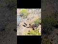 Vaqueiro habilidoso #pegadeboinomato #vaqueiro #cavalo #drone