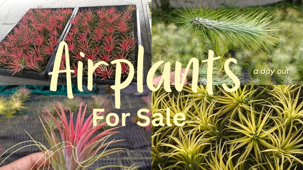 Tillandsia air plant for sale.....wholesale and retail available. YouTube