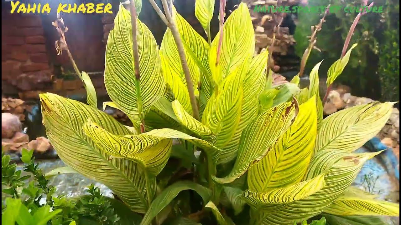 💚Ambiance✨ confortable😀 chez l'ami💐 ait said Abdellah🙏  el assnam Bouira algeria.👍