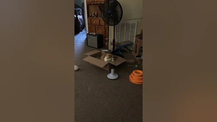 Tiny Bear the Toy and the box!!!