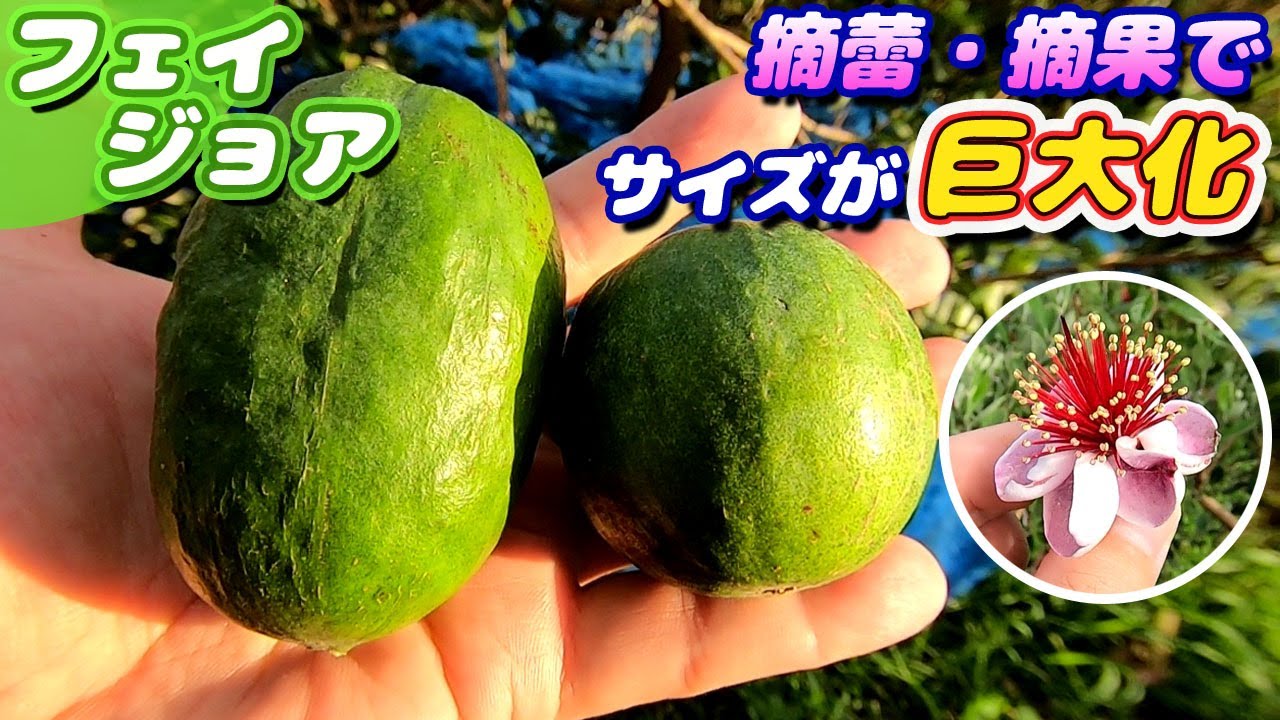 フェイジョアの収穫 開花～摘蕾・摘花・人工授粉～収穫 - YouTube