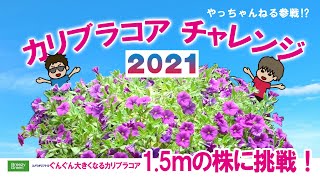 1 5mの株に再挑戦 ぐんぐん大きくなるカリブラコア植え付け 摘芯と挿し芽で増やします 見切り品オスペオスペルマム育てます Youtube