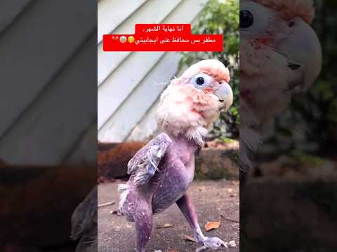 أنا نهاية الشهر مطفر بس محافظ على ايجابيتي        