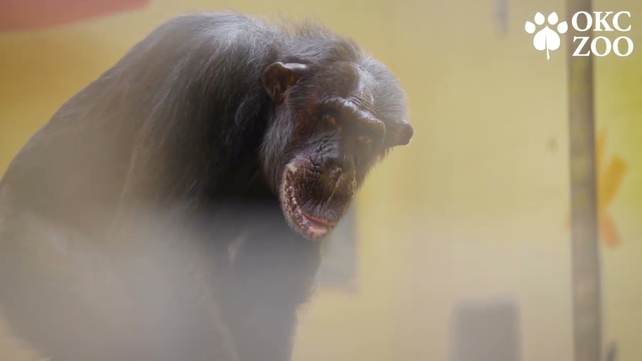 Day in the Life of a Primate Caretaker