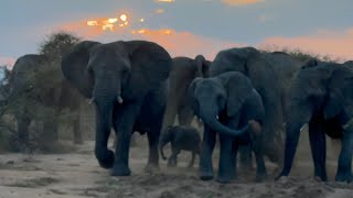 Elephant Evenings Guided by Setombe ✨ by HERD Elephant Orphanage South Africa 29,616 views 7 days ago 2 minutes, 41 seconds