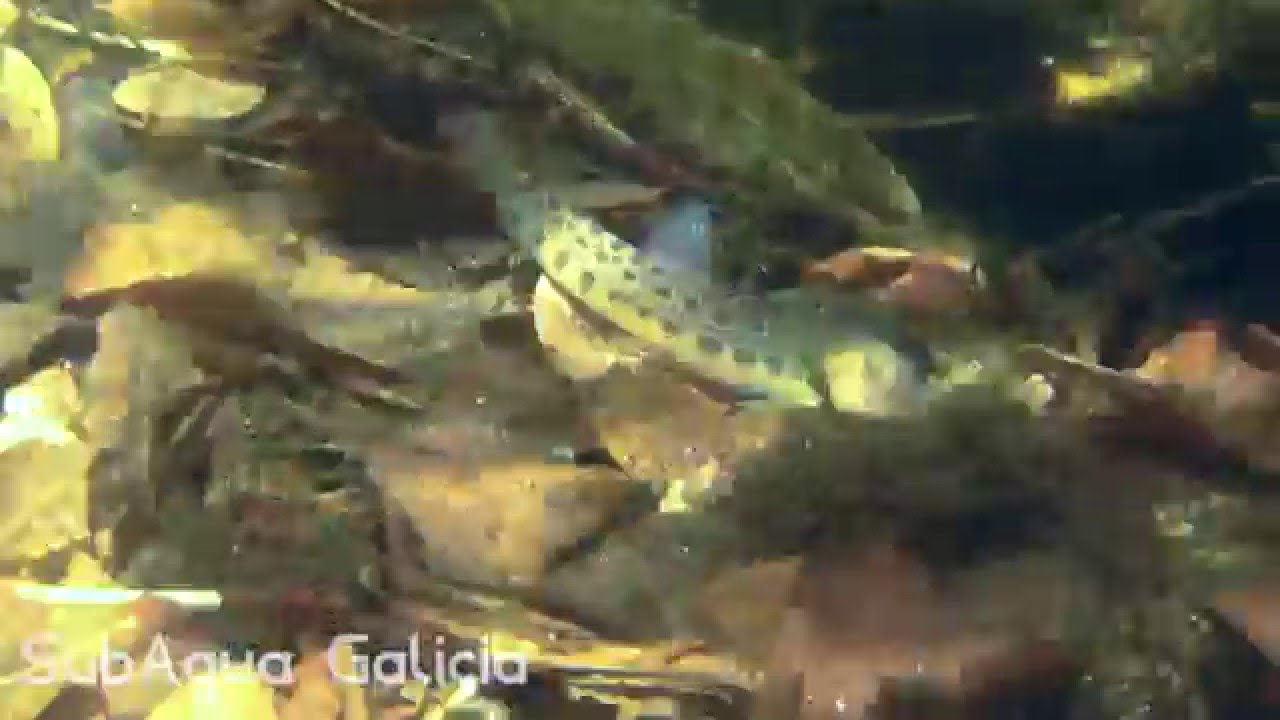 [HD] Cobitis sp. (Barbela/ Colmilleja). Río Tea.