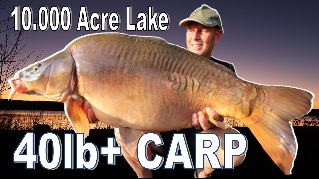 How to catch wild carp to 40lb+