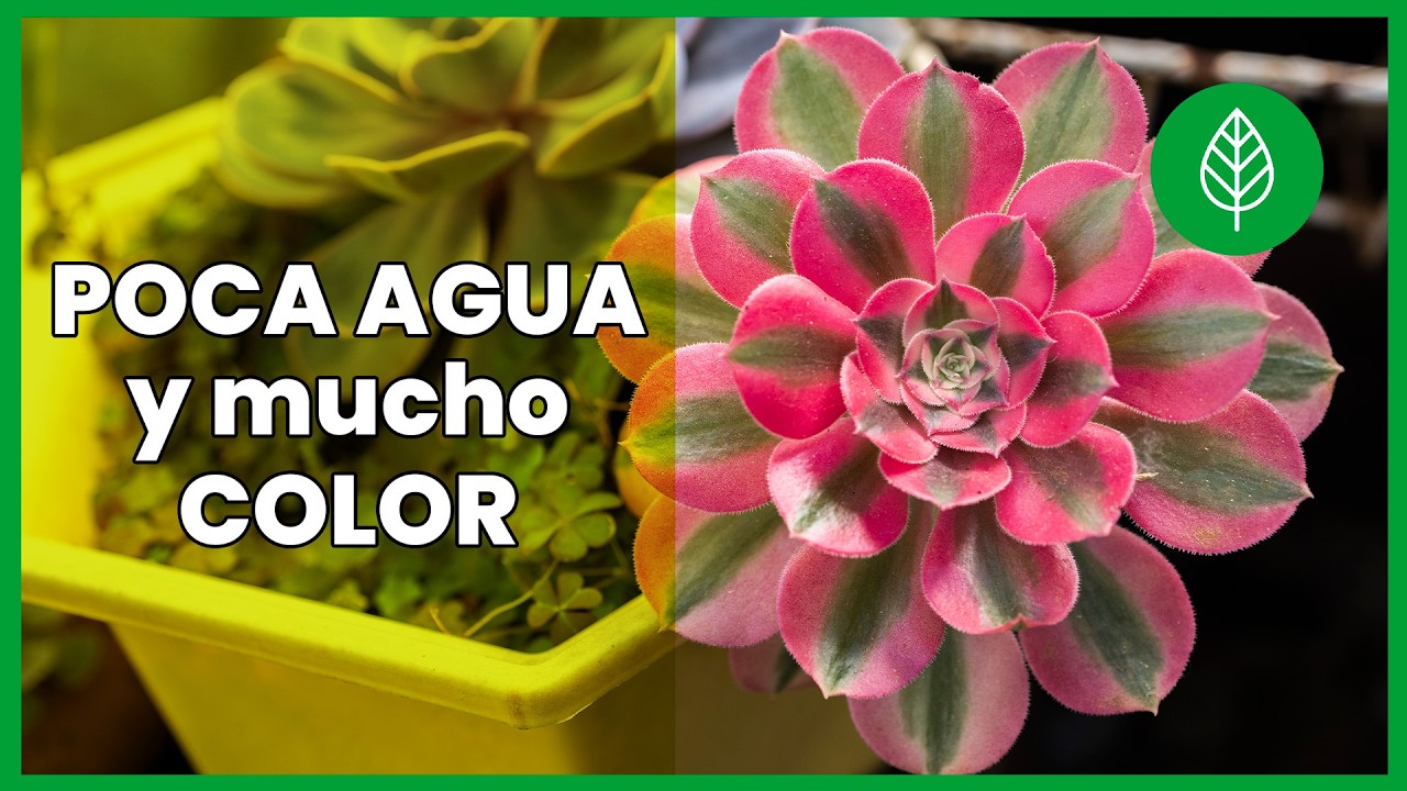 7 Plantas de EXTERIOR de POCO RIEGO y muy resistentes al sol ☀️🌿 Muy fáciles de cuidar