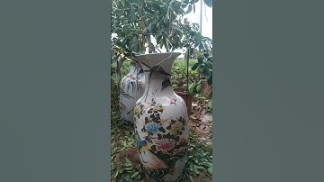 quất tết bonsai đẹp 2023,quất cảnh đẹp phục vụ tết 2024