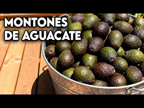 Cómo Cultivar una Fuente INFINITA de AGUACATE