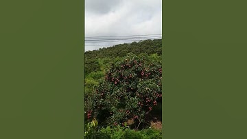 Vải Thiều Lục Ngạn Vùng Cao Mới Chín Tới