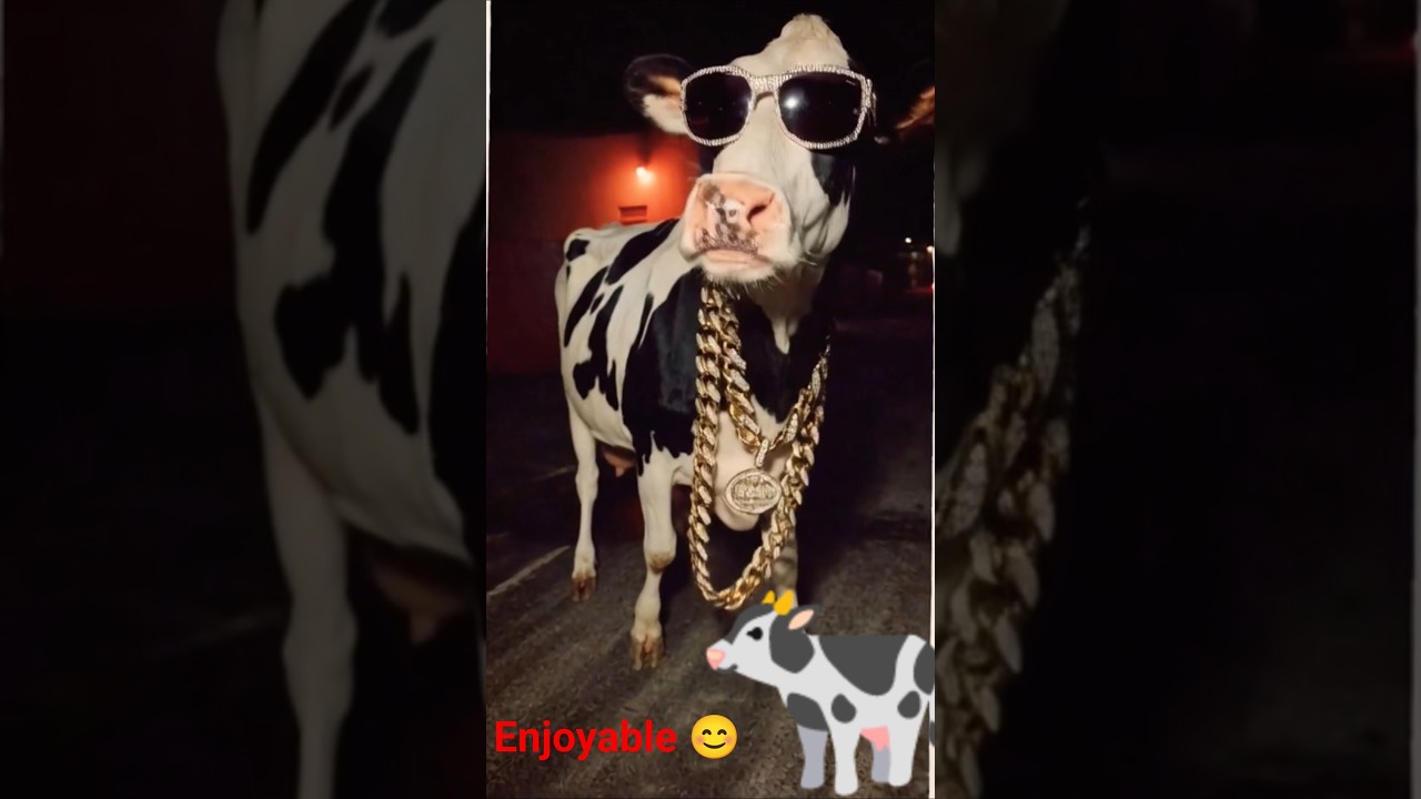 😎💸 Swag Wali Cow! Gold Chain + Goggles = Boss Level 😂🔥 | Viral Short