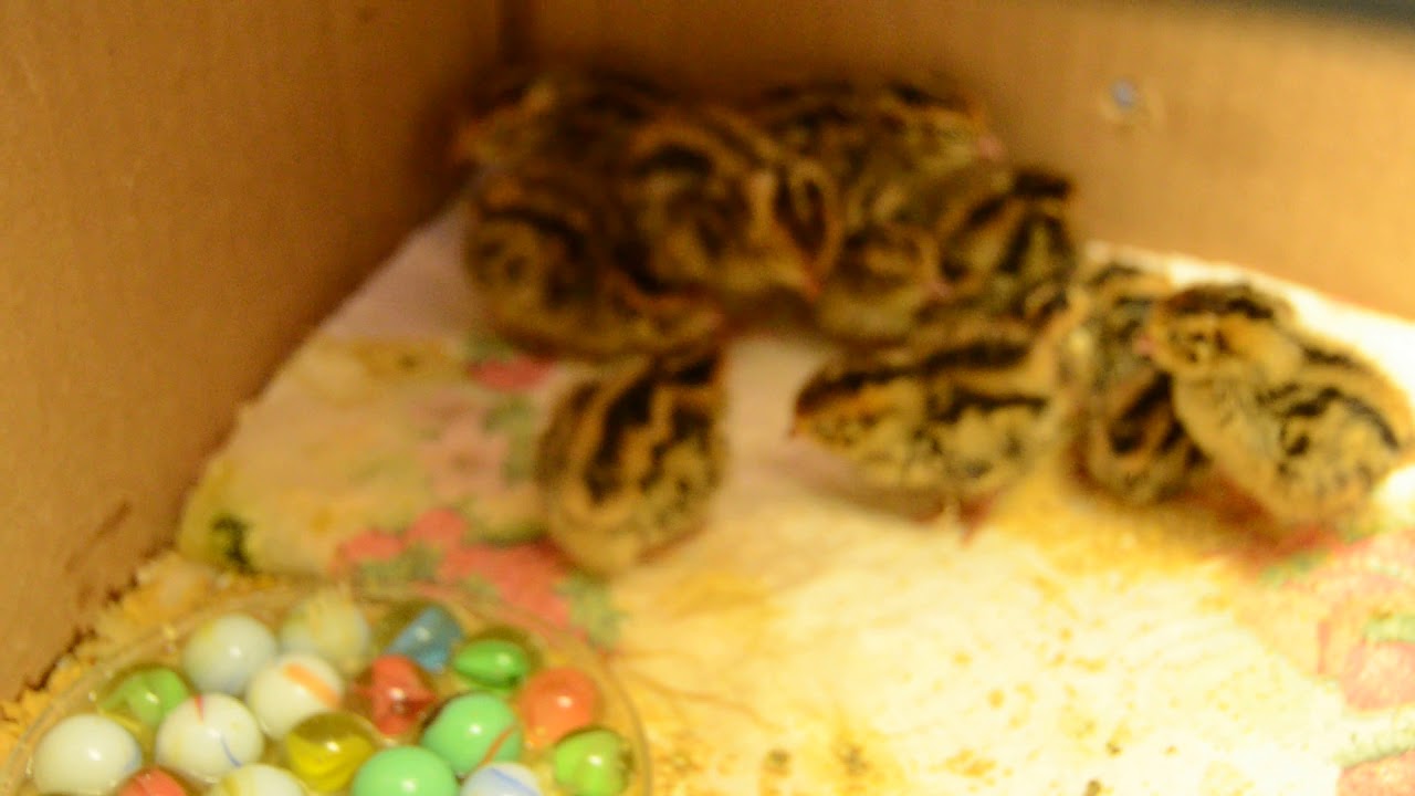 October 15 18, 2012 Apartment Quail YouTube