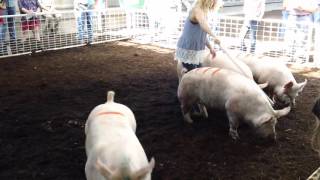 IL State 4H 2016 Performance Yorkshire Gilts Guide