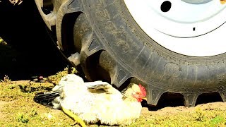 Crushing Crunchy & Soft Things By Car Vs Chicken Experiment With Tractor