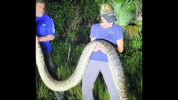 Catching a 16 Foot Invasive Python
