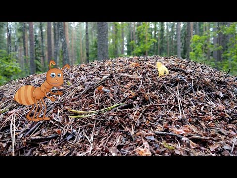 Муравьи. Детям про насекомых