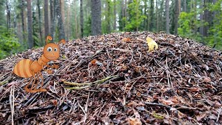 Муравьи. Детям Про Насекомых