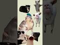 ちょっとでも動いたり音立ててみ【猫ミーム】#shorts #catmeme #猫マニ #meme #猫ミーム #memes