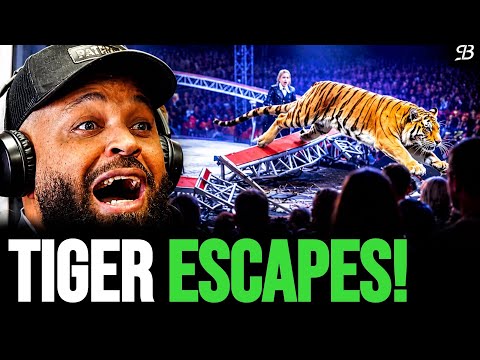 Tiger Breaks Free During Live Circus Performance