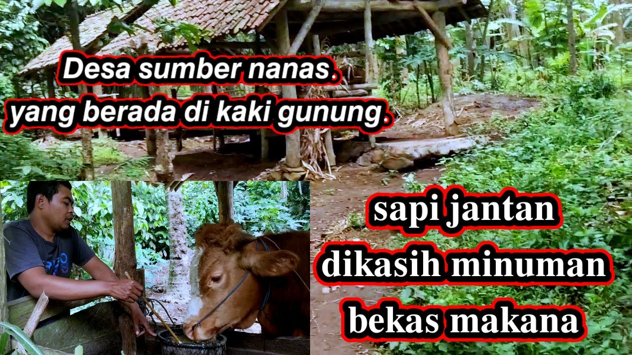 𝐒𝐚𝐩𝐢 𝐣𝐚𝐧𝐭𝐚𝐧 𝐝𝐢 𝐤𝐚𝐬𝐢𝐡 𝐦𝐢𝐧𝐮𝐦 𝐚𝐢𝐫 𝐛𝐞𝐤𝐚𝐬 𝐦𝐚𝐤𝐚𝐧𝐚𝐧 𝐲𝐚𝐧𝐠 𝐬𝐚𝐧𝐠𝐚𝐭 𝐤𝐨𝐭𝐨𝐫