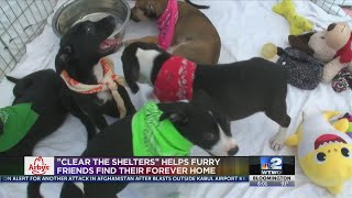 Animals find their forever homes during Clear the Shelters